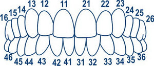 Dental Posterior Transparent Crowns Matrices Matrix 64 pcs. TOR VM 1.911